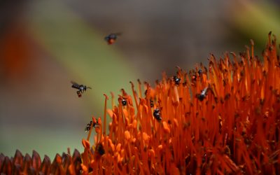 Propolis dan Manfaatnya  untuk Kesehatan