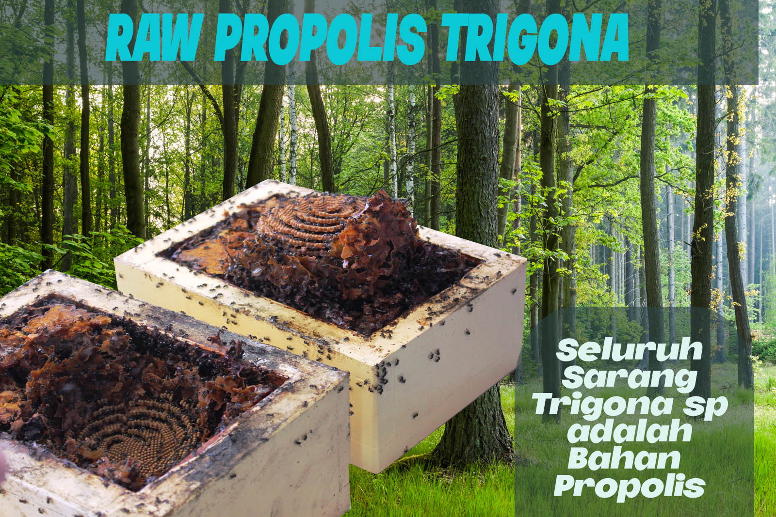 RAW PROPOLIS HUTAN KECIL