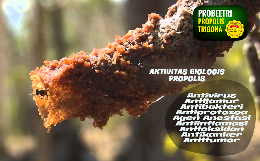 17 Manfaat Propolis yang Terbukti Ilmiah